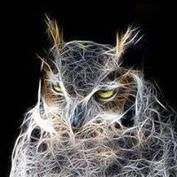 Wild Owl Digital profile on Qualified.One